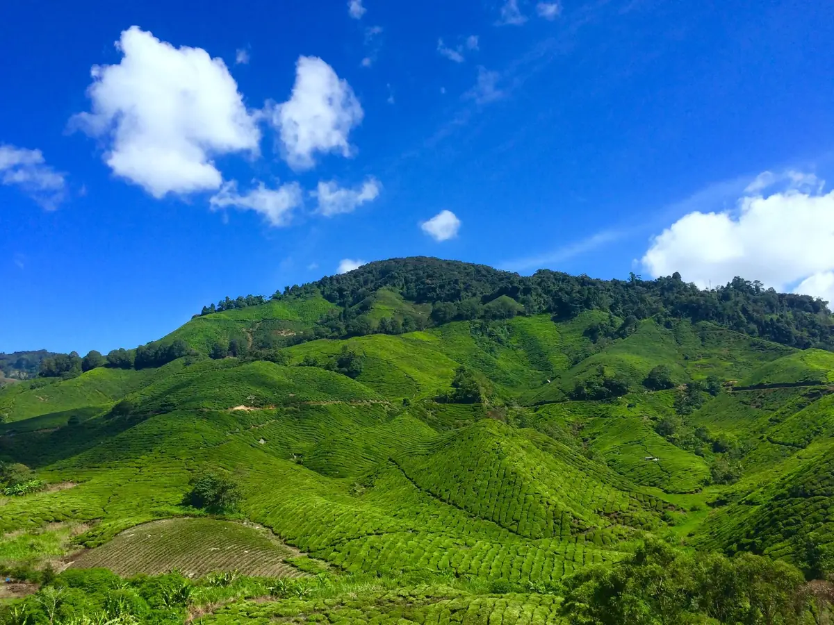 Tea plantation in Cameron Highlands Malaysia